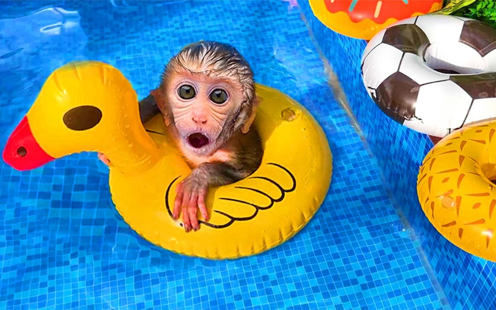 加拿大游泳健将大放异彩，引领全场的简单介绍