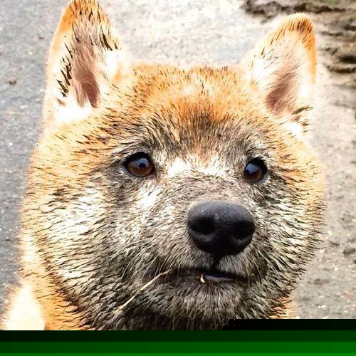 哈利伯顿手术刀般冷静撕裂防线！尼克斯用钢铁意志血拼凯尔特人