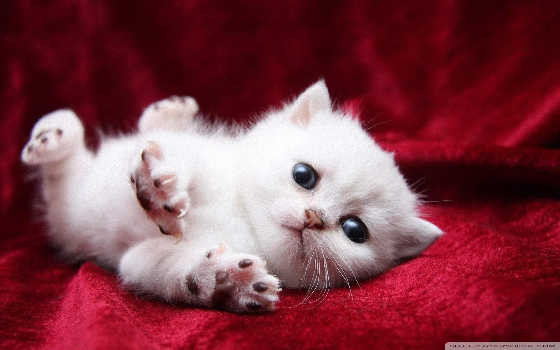 绿茵无疆界，从贝蒂斯播种伊拉克到格纳布里闪耀美加墨