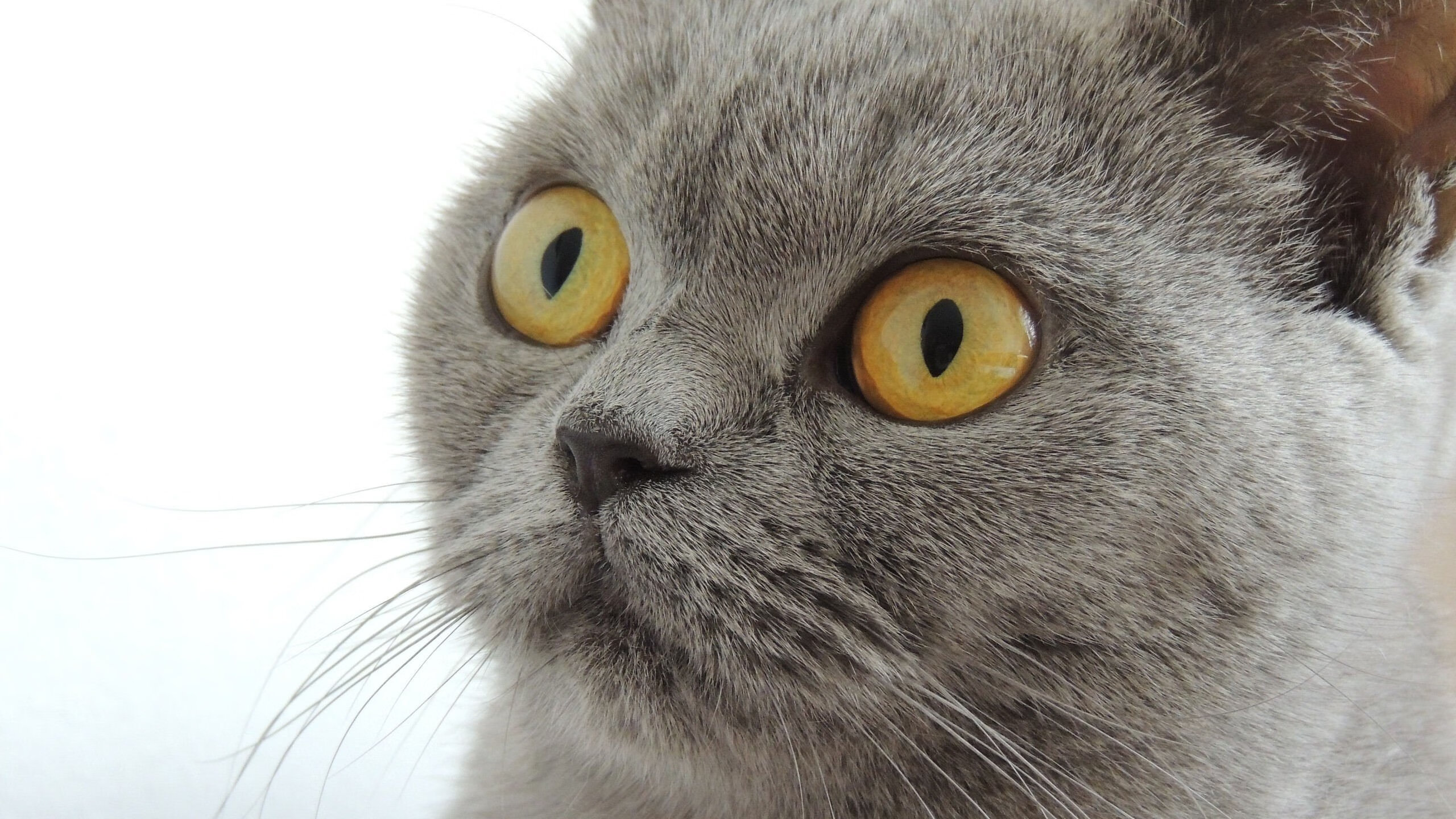 绝境曙光！厄瓜多尔决胜局带走玻利维亚，苏亚雷斯成为关键先生