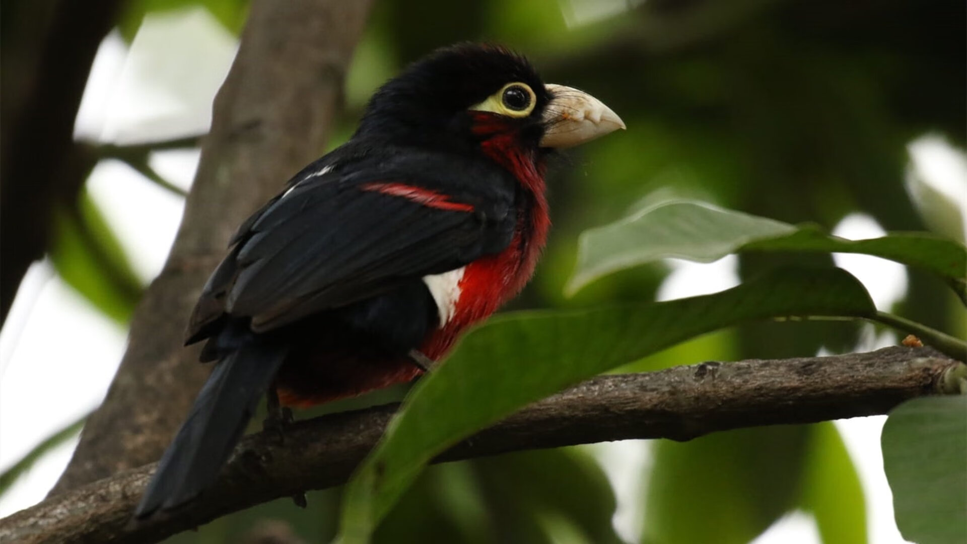 血肉长城与孤胆英雄，公牛用最古典的方式冲垮了独行侠