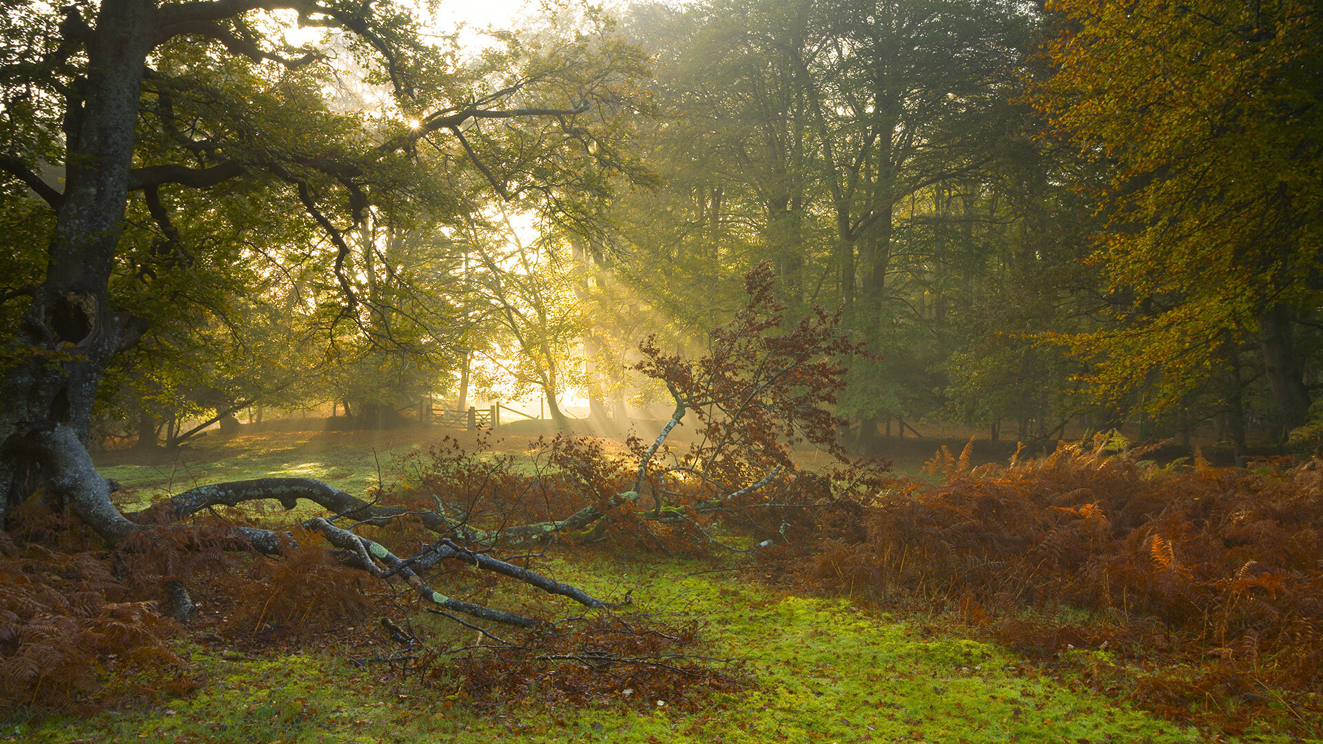 F1街道赛焦点战,克罗地亚单节拉开皇马背后的速度哲学