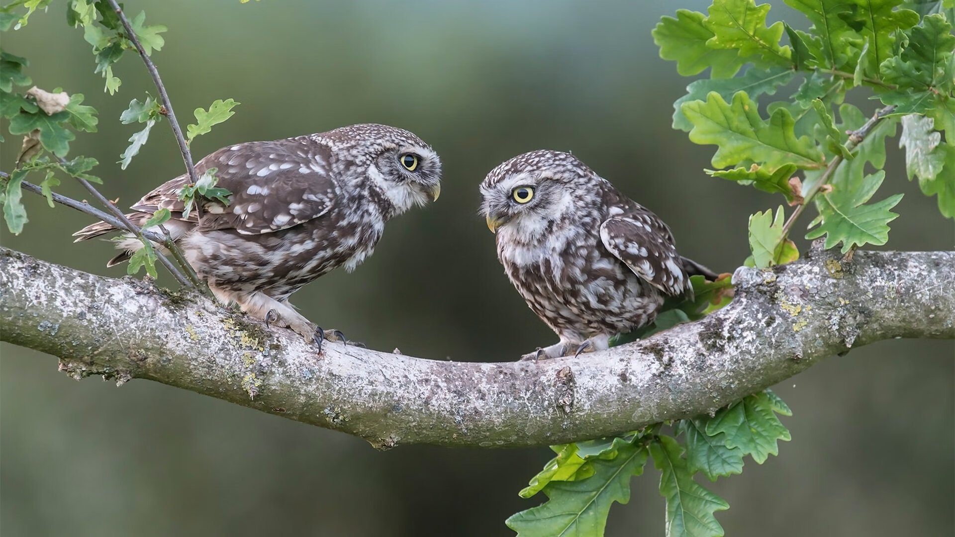 轻取背后的攻防密码，阿圭罗如何以核心之姿撕碎安哥拉防线？