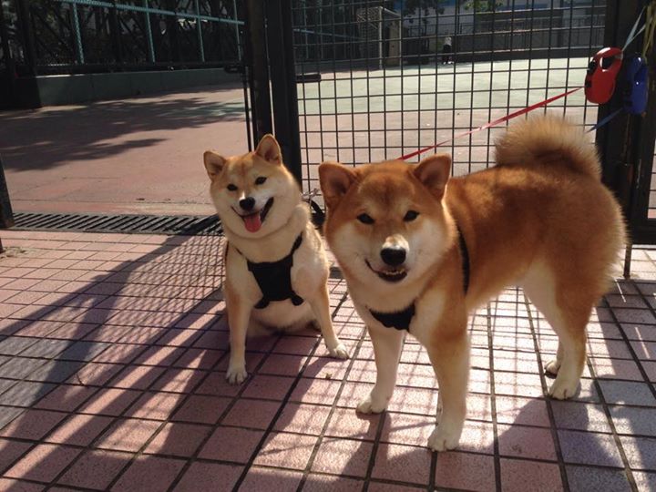 双线竞技场,当F1引擎轰鸣遇见班凯罗制胜一击