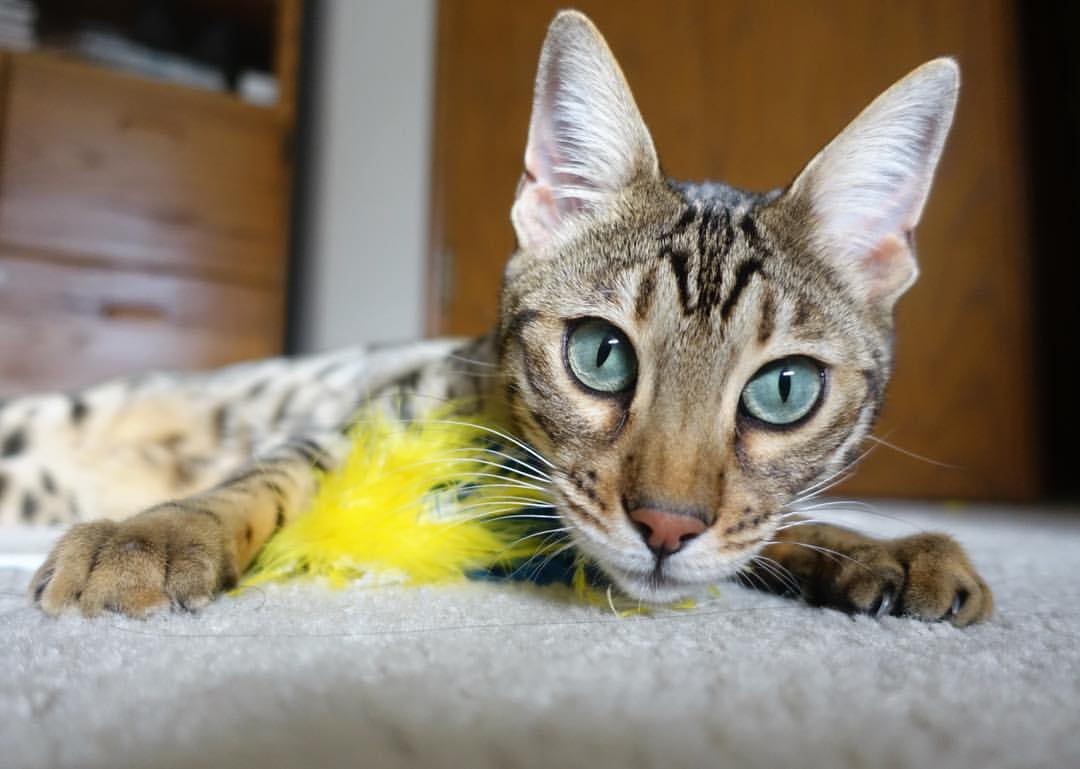 当巴斯托尼释放铁血,毕尔巴鄂于沉默中亮剑,绿茵意志的双重变奏