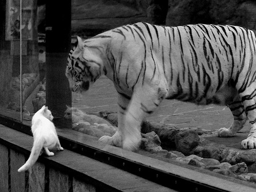 激情与理性,国家德比的硝烟与独行侠的冷静谋略