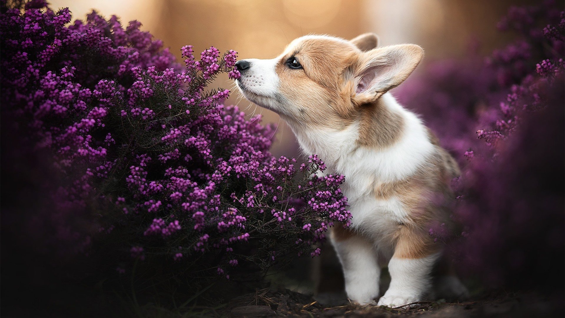 西决生死战焦点战,雷霆提前终结悬念,老鹰精神闪耀赛场