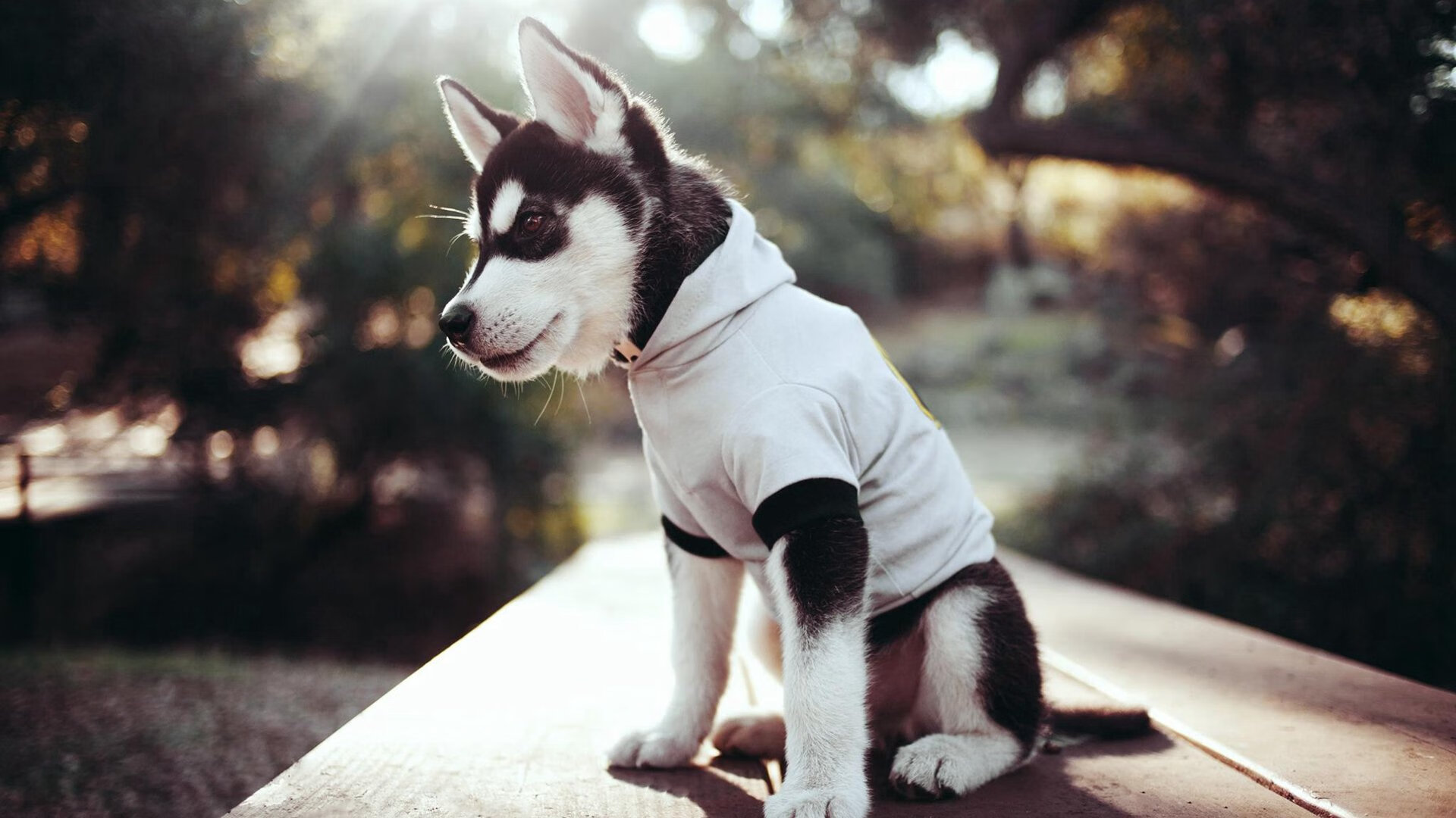 羽翼之下,当老鹰的利爪遇上快船的洪流,与马克西的无声宣言