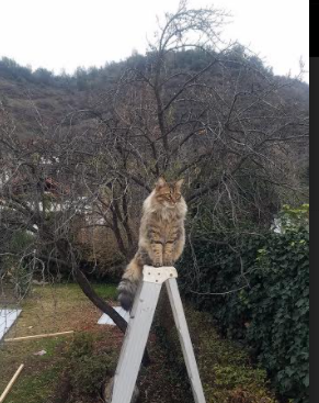 南非爆冷掀翻秘鲁！努涅斯制胜一击成关键先生