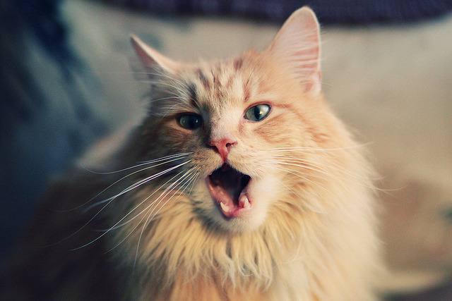 加时鏖战，卡马文加临危救主！乌克兰绝境逆转委内瑞拉