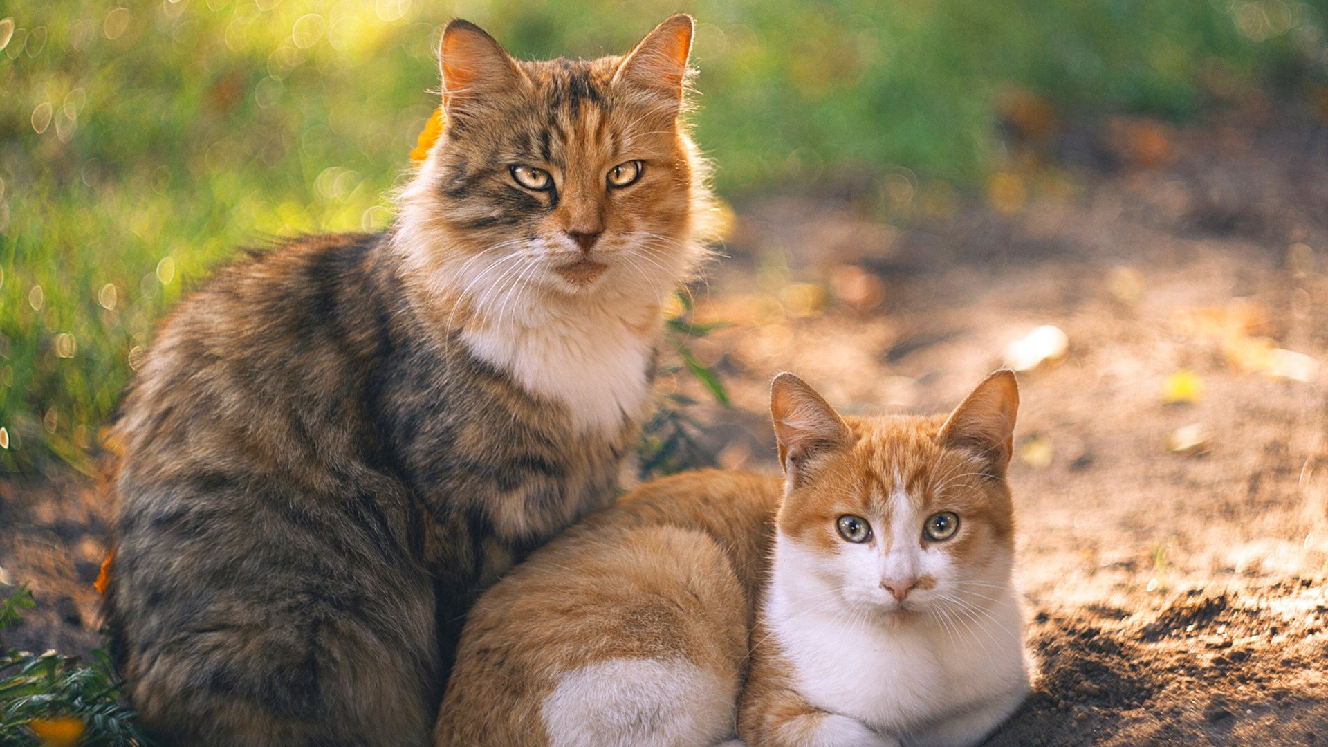 青春风暴席卷东西方，火箭的团队凯歌与哈利伯顿的征服宣言
