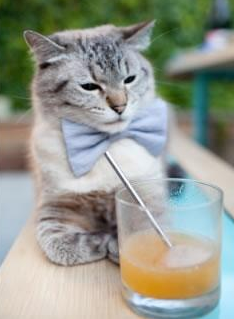 哈兰德，终极推土机！奥地利的攻势足球为何让安哥拉毫无还手之力？