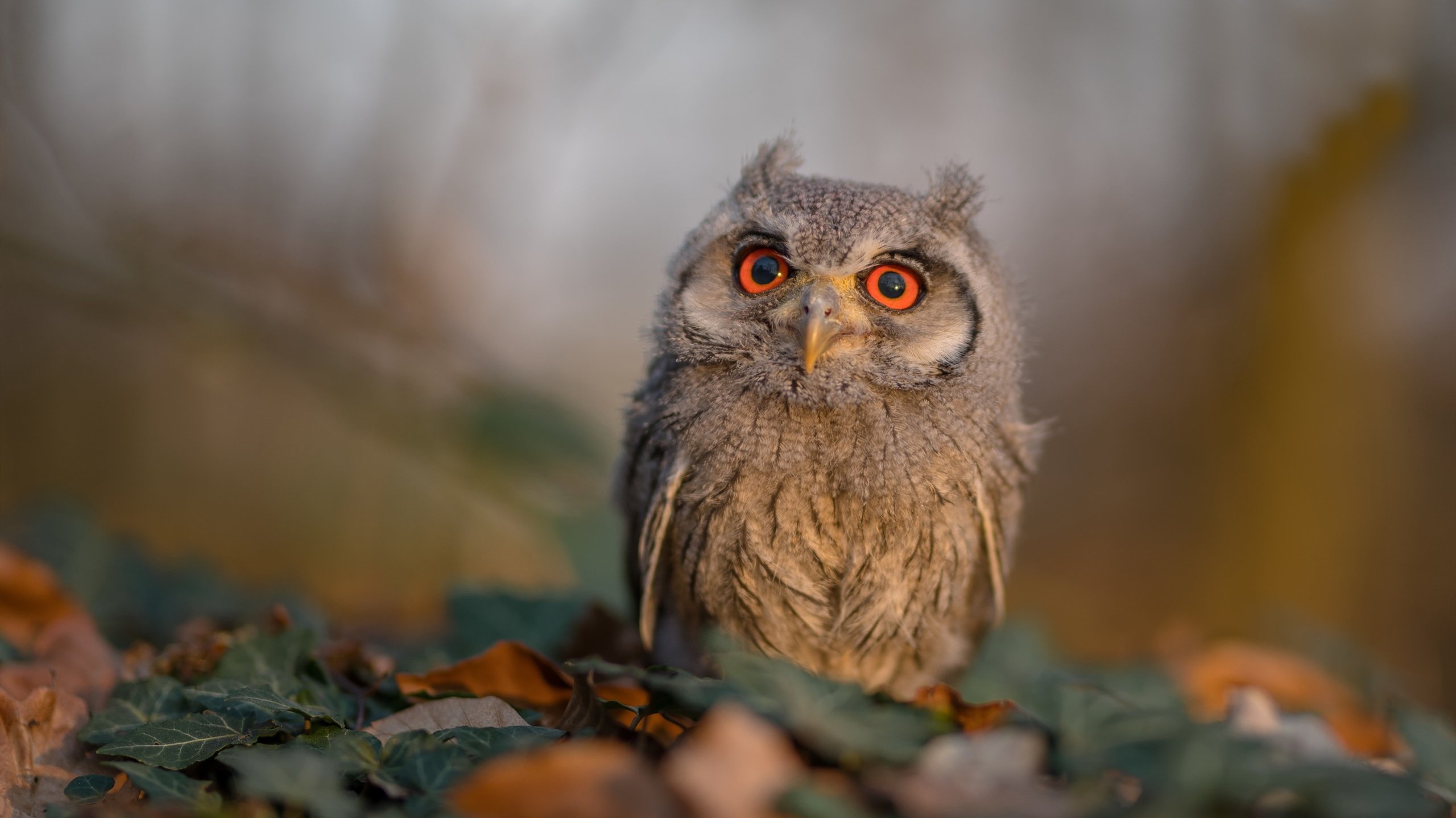 欧冠淘汰赛焦点战,新疆队正面击溃火箭,亚洲篮球崛起新篇章