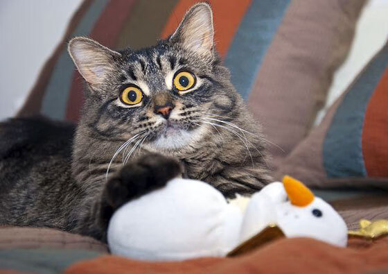 世俱杯改制-里昂风暴席卷圣西罗，萨卡撕裂红黑防线，法国新王在此加冕