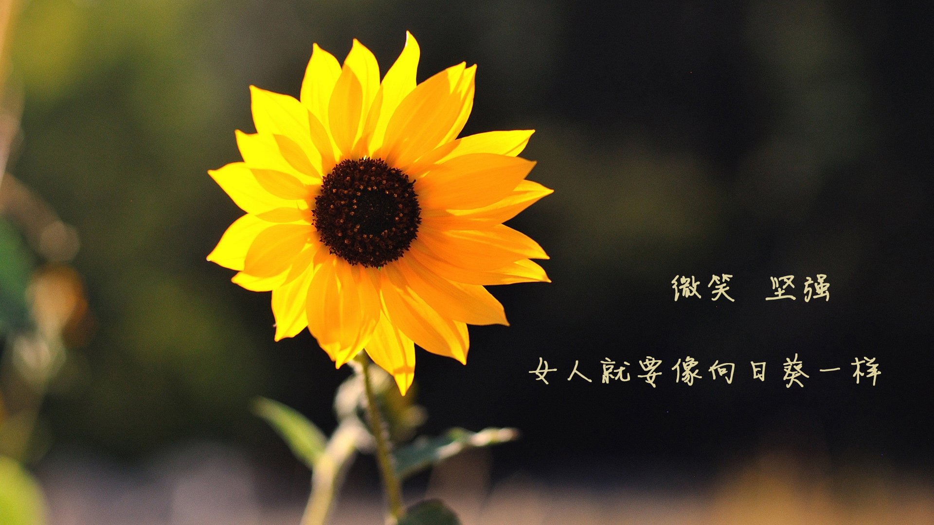 北欧风暴席卷绿茵场，库尔图瓦神勇发挥，瑞典控球碾压泰国捧起2026世界杯
